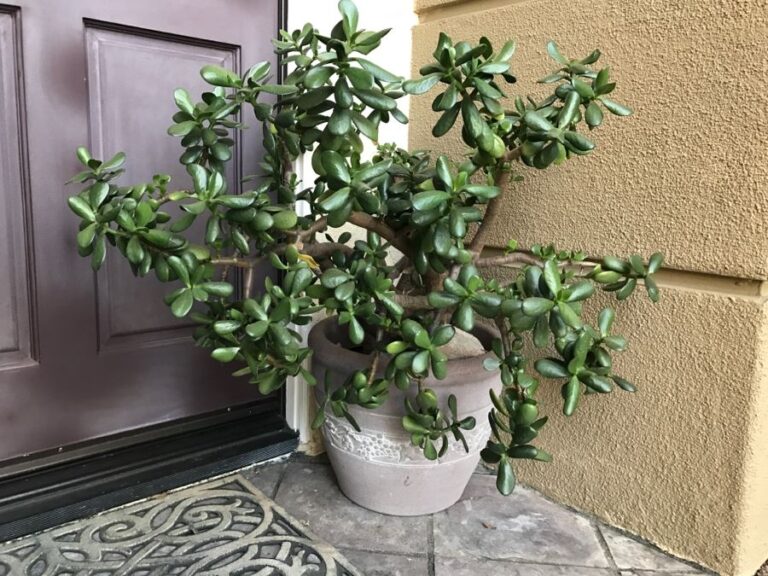 Jade Plant Care: Growing A Healthy Crassula Ovata
