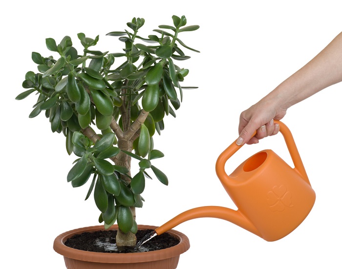 How to Water a Jade Plant: An Easy Guide