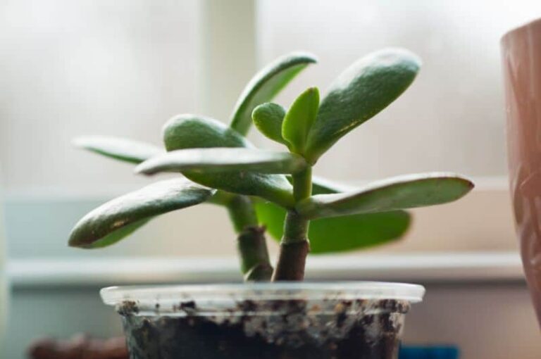 Are Jade Plant Roots Invasive? Find Out Here!