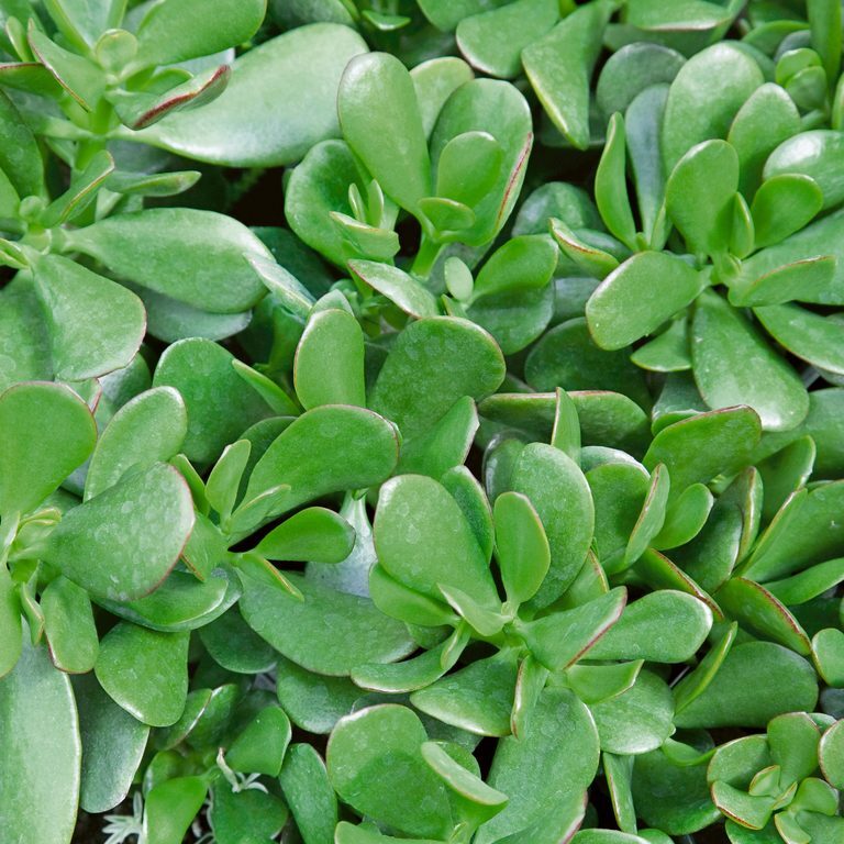 Jade Plant Leaves Crystallizing: Causes and Solutions