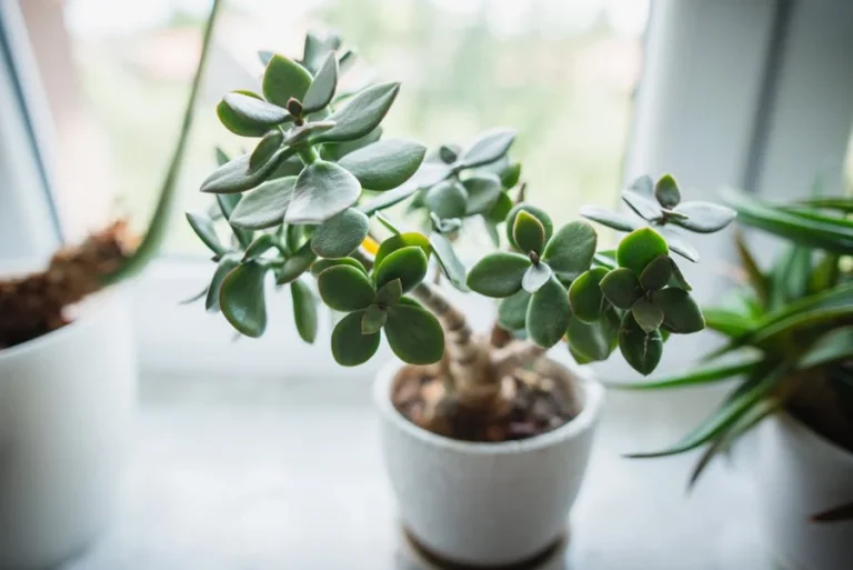 Are Jade Plants Considered Lucky? The Money Plant