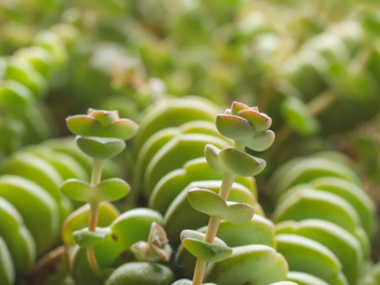 Tips for Caring for Crassula Perforata ‘String of Buttons’