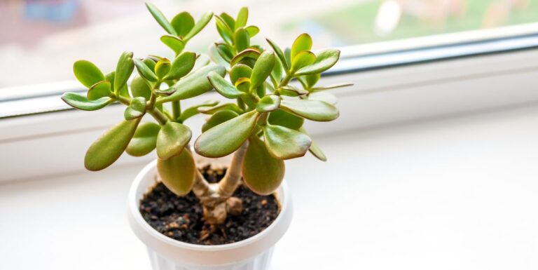 Jade Plants and Direct Sunlight Effects
