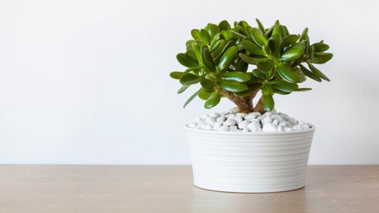 How Much Shade Do Jade Plants Need?: Decoding Their Sunlight Preferences